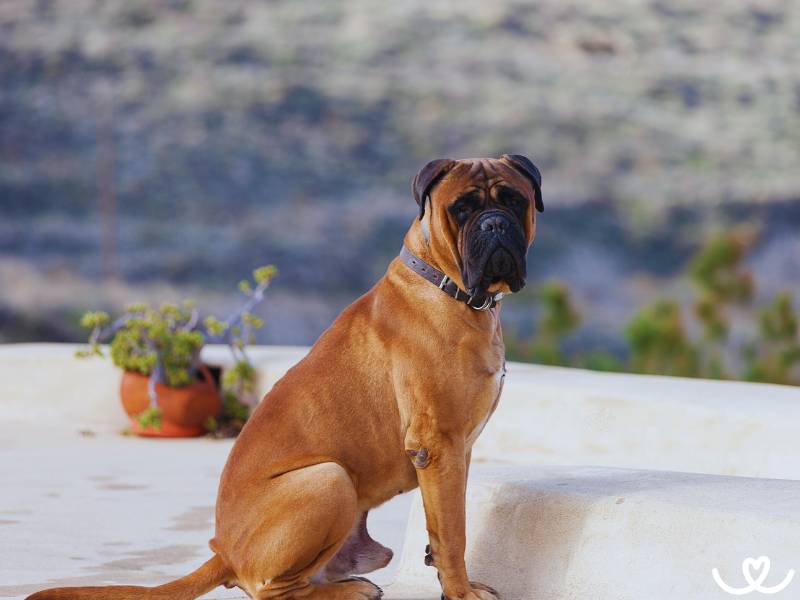 Psi-plemeno-bullmastiff (10)